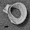 Clam Shell - Sandy Beach bw Photograph by Jerry Abbott Clam Shell - Sandy Beach bw Photograph by Jerry Abbott