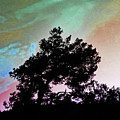 Classic Leaning Tree Photograph by Andrew Lawrence Classic Leaning Tree Photograph by Andrew Lawrence