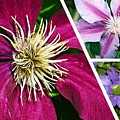 Clematis Blossoms Photograph by Nancy Ayanna Wyatt Clematis Blossoms Photograph by Nancy Ayanna Wyatt