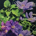 Clematis, Flores no Quintal by Ana Tirolese