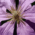 Climatis Mixed Media by Judy Link Cuddehe Climatis Mixed Media by Judy Link Cuddehe