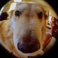Close In Doggy Photograph by Brad Nellis Close In Doggy Photograph by Brad Nellis