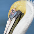 Close Up Photograph by Christopher Rice Close Up Photograph by Christopher Rice