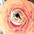Close-up of a Ranunculus Flower by Van Thi Diep