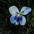 Close-Up of a Vibrant Wildflower amidst Green Foliage in Natural Habitat by Lee and Renee Walsh