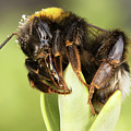 Close Up Of An Earth Bumblebee Photograph by MPhotographer Close Up Of An Earth Bumblebee Photograph by MPhotographer