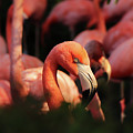 Head american flamingo, Phoenicopterus ruber, from bushes Photograph by Vaclav Sonnek Head american flamingo, Phoenicopterus ruber, from bushes Photograph by Vaclav Sonnek