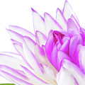 close up of the Lily pink on white Photograph by Severija Kirilovaite close up of the Lily pink on white Photograph by Severija Kirilovaite