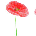 Close Up Of The Poppy Flowers Isolated On White Photograph by Severija Kirilovaite