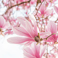 Close-up on Spring Photograph by Philippe Sainte-Laudy Close-up on Spring Photograph by Philippe Sainte-Laudy