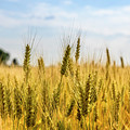 Closeup of golden wheat ears in field. Photograph by Jelena Jovanovic Closeup of golden wheat ears in field. Photograph by Jelena Jovanovic