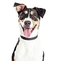 Closeup of Happy Crossbreed Dog Mouth Open Photograph by Good Focused Closeup of Happy Crossbreed Dog Mouth Open Photograph by Good Focused