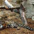 Clouded Leopard Photograph by Melissa Southern Clouded Leopard Photograph by Melissa Southern