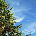 Clouds Imitating Trees Photograph by Kimberly Furey Clouds Imitating Trees Photograph by Kimberly Furey
