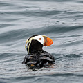 Clown Bird Puffin Photograph by Natural Focal Point Photography Clown Bird Puffin Photograph by Natural Focal Point Photography