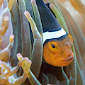 Clownfish Hiding in Anemones Photograph by WAZgriffin Digital Clownfish Hiding in Anemones Photograph by WAZgriffin Digital