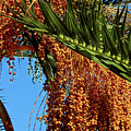Cluster Of Dates On A Palm Tree  by Alexandra's Photography