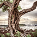 Coastal Beach Dreams Photograph by Debra and Dave Vanderlaan Coastal Beach Dreams Photograph by Debra and Dave Vanderlaan