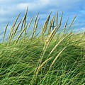 Coastal Grass Photograph by David Desautel Coastal Grass Photograph by David Desautel