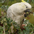 Cockatoo 10 Photograph by Werner Padarin Cockatoo 10 Photograph by Werner Padarin