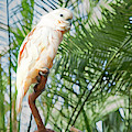 Cockatoo To You Too Digital Art by Theresa Tahara Cockatoo To You Too Digital Art by Theresa Tahara