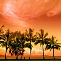 Coconut Grove by Holly Kempe Coconut Grove by Holly Kempe