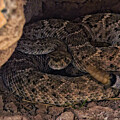 Coiled Rattlesnake in Rocky Nest by Bob Falcone