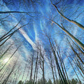 Cold Winter Sky Photograph by Michael Frank Cold Winter Sky Photograph by Michael Frank