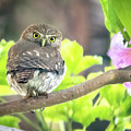 Ferruginous Pygmy-Owl by Judi Dressler