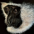 Colobus Monkey Acrylic Painting on A3 black art card Painting by Moospeed Art Colobus Monkey Acrylic Painting on A3 black art card Painting by Moospeed Art