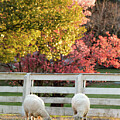 Colonial Sheep Grazing in February by Rachel Morrison