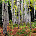Colorado Aspens Gunnison Forest by Leland D Howard