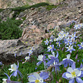 Colorado Columbine in the Alpine Photograph by Cascade Colors Colorado Columbine in the Alpine Photograph by Cascade Colors