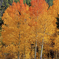 Colorado Fall Colors Photograph by Bob Falcone Colorado Fall Colors Photograph by Bob Falcone