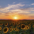 Colorado Sunflower Field at Sunset Photograph by Phillip Rubino Colorado Sunflower Field at Sunset Photograph by Phillip Rubino