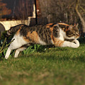 Colored domestic cat jumps over bed of roses Photograph by Vaclav Sonnek Colored domestic cat jumps over bed of roses Photograph by Vaclav Sonnek