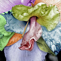 Colored Lily 2 Photograph by M Kathleen Warren Colored Lily 2 Photograph by M Kathleen Warren