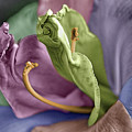 Colored LIly 3 Photograph by M Kathleen Warren Colored LIly 3 Photograph by M Kathleen Warren