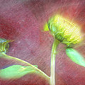Colorful Bursting Sunflower Photograph by Debra Martz Colorful Bursting Sunflower Photograph by Debra Martz