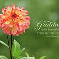 Colorful Dahlia Gratitude Artwork by Anita Pollak