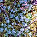 Colorful Forest Floor Photograph by David Desautel Colorful Forest Floor Photograph by David Desautel