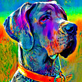 Colorful Great Dane portrait - digital painting Digital Art by Nicko Prints Colorful Great Dane portrait - digital painting Digital Art by Nicko Prints