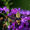 Colorful Hummingbird Moth by Brian Shoemaker