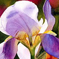 Colorful Iris Painting by Espero Art Colorful Iris Painting by Espero Art