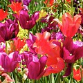 Colors of the Rainbow by Kathi Isserman