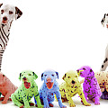 Colourful Dalmatian family Photograph by Warren Photographic Colourful Dalmatian family Photograph by Warren Photographic