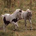 Colts At Play Photograph by Karen Shackles Colts At Play Photograph by Karen Shackles