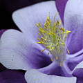 Columbine 764 Photograph by Julie Powell Columbine 764 Photograph by Julie Powell