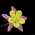 Columbine in Spring by Kathi Isserman