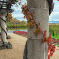 Columns With Grapevine Photograph by Jonathan Nguyen Columns With Grapevine Photograph by Jonathan Nguyen